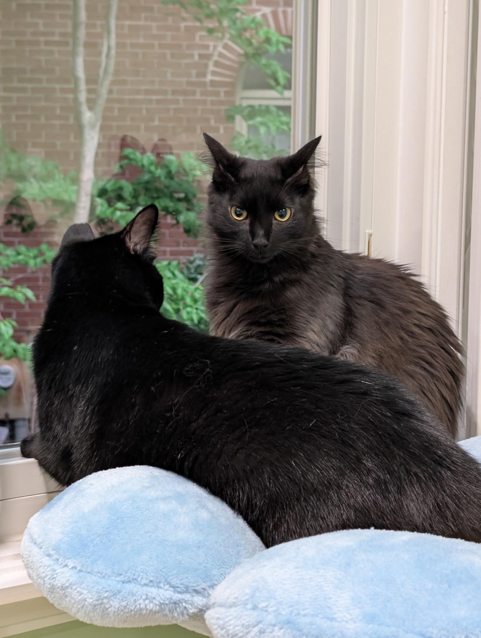 Enlarge Venus and Pippin, an adopted Domestic Medium Hair in Fairfax, VA image 1/6