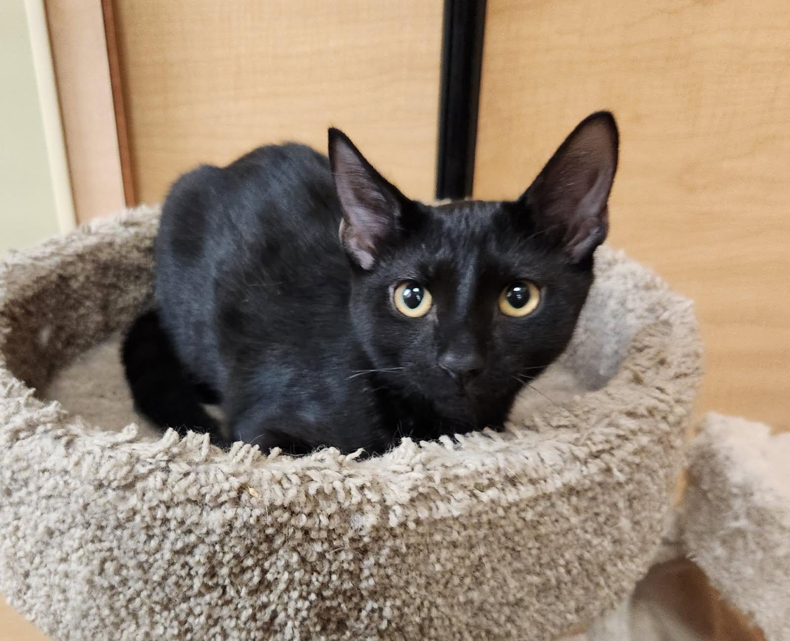 Enlarge Reggie, a ADOPTABLE Domestic Short Hair in Barrington Hills, IL image 2/2