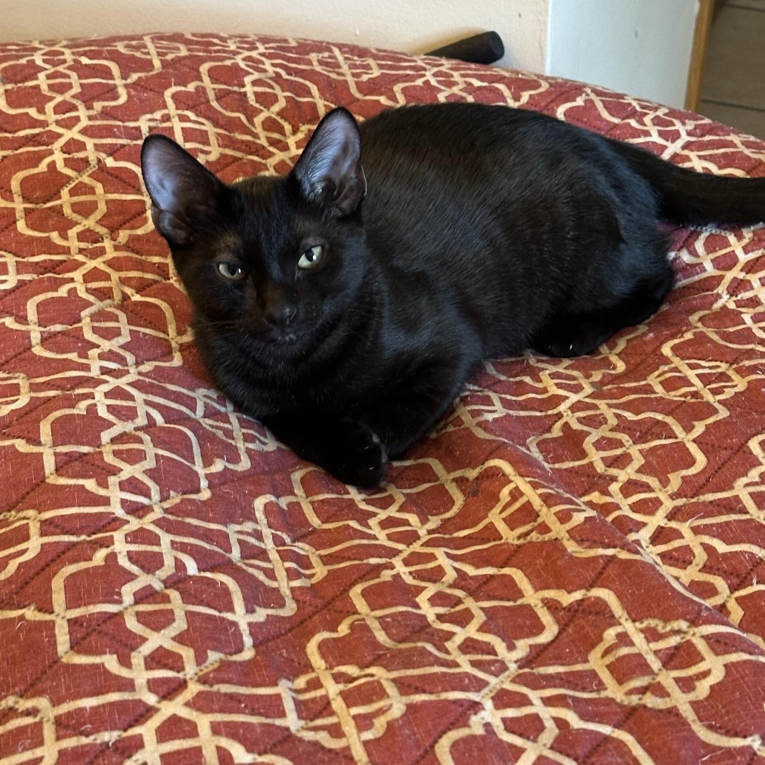 Reggie, ADOPTABLE, Kitten Male Domestic Short Hair.