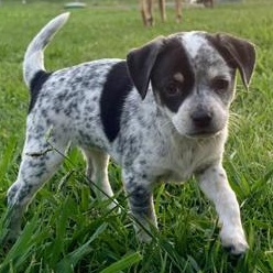 Enlarge Bluey, an adopted mixed breed in Renton, WA image 3/6
