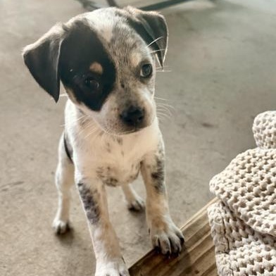 Enlarge Bluey, an adopted mixed breed in Renton, WA image 4/6