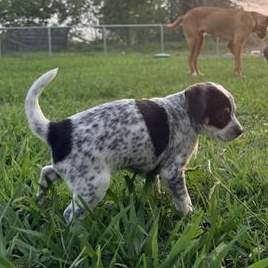 Enlarge Bluey, an adopted mixed breed in Renton, WA image 1/6