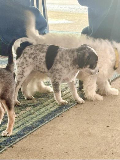 Enlarge Bluey, an adopted mixed breed in Renton, WA image 6/6