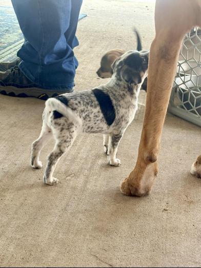 Enlarge Bluey, an adopted mixed breed in Renton, WA image 5/6