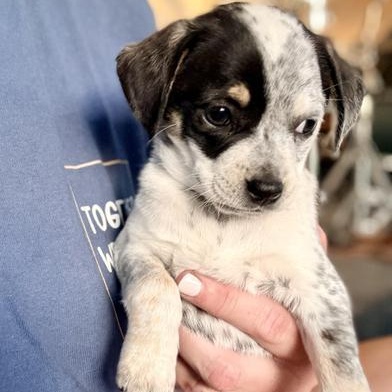 Enlarge Bluey, an adopted mixed breed in Renton, WA image 2/6