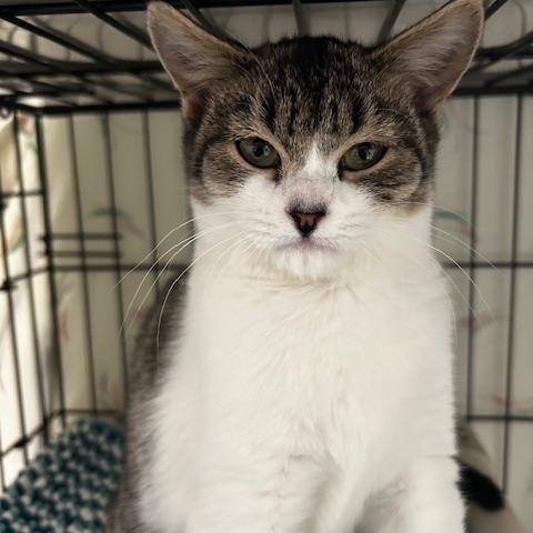 Tuesday, a Adoptable Domestic Short Hair in Cape May, NJ image 2/2