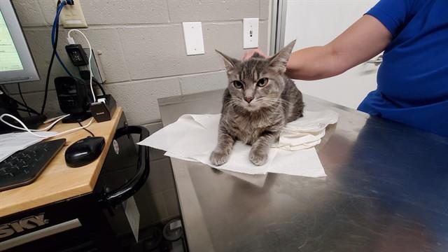 Enlarge MISS PRISSY, a Adoptable Domestic Short Hair in Aurora, IL image 1/1