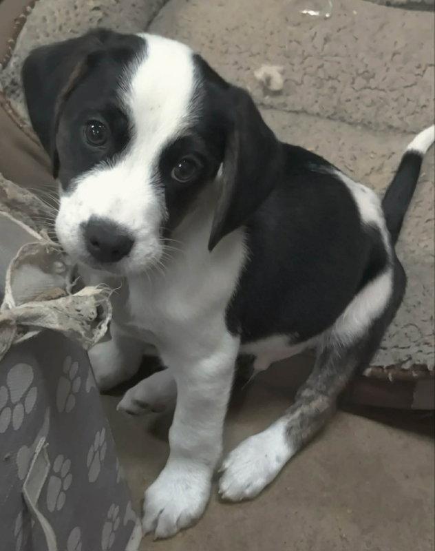 Ares, Adoptable, Puppy Male Beagle.