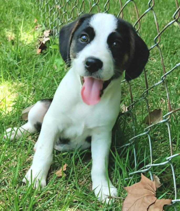 Ares, a Adoptable Beagle in House Springs, MO image 3/3