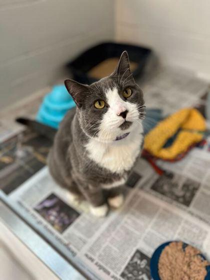 Tego, Adoptable, Young Male Domestic Short Hair & Domestic Short Hair.