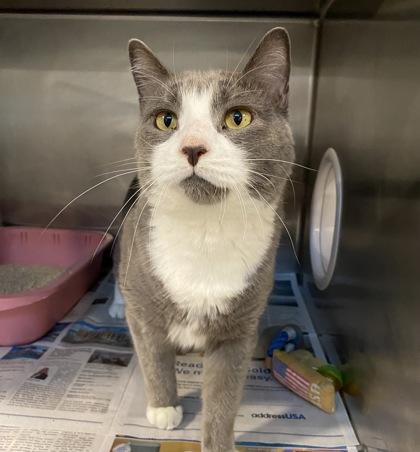 Enlarge Tego, a Adoptable mixed breed in Daytona Beach, FL image 1/1