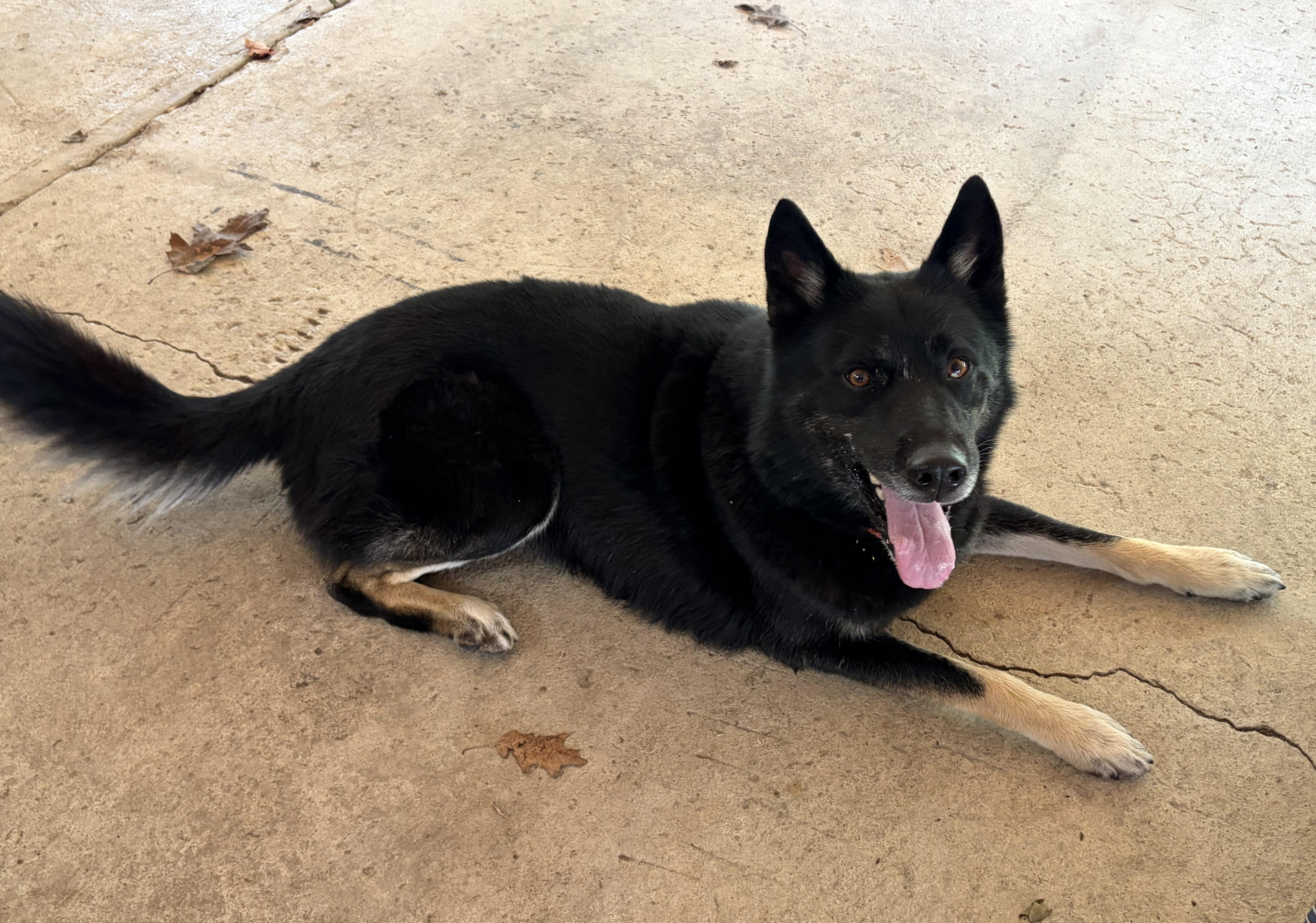 Enlarge Sabbath, a Adoptable mixed breed in Chardon, OH image 5/6