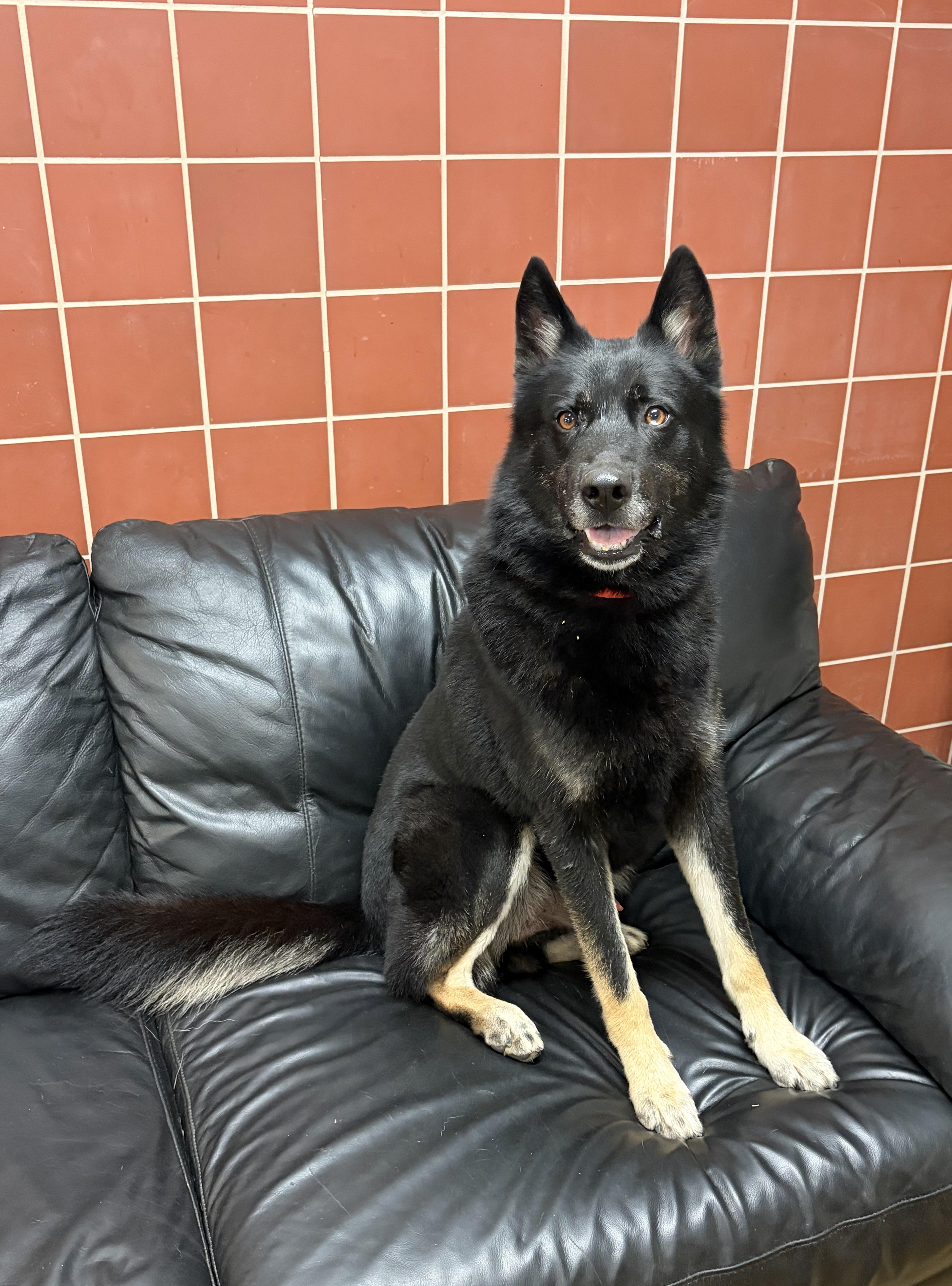 Enlarge Sabbath, a Adoptable mixed breed in Chardon, OH image 4/6