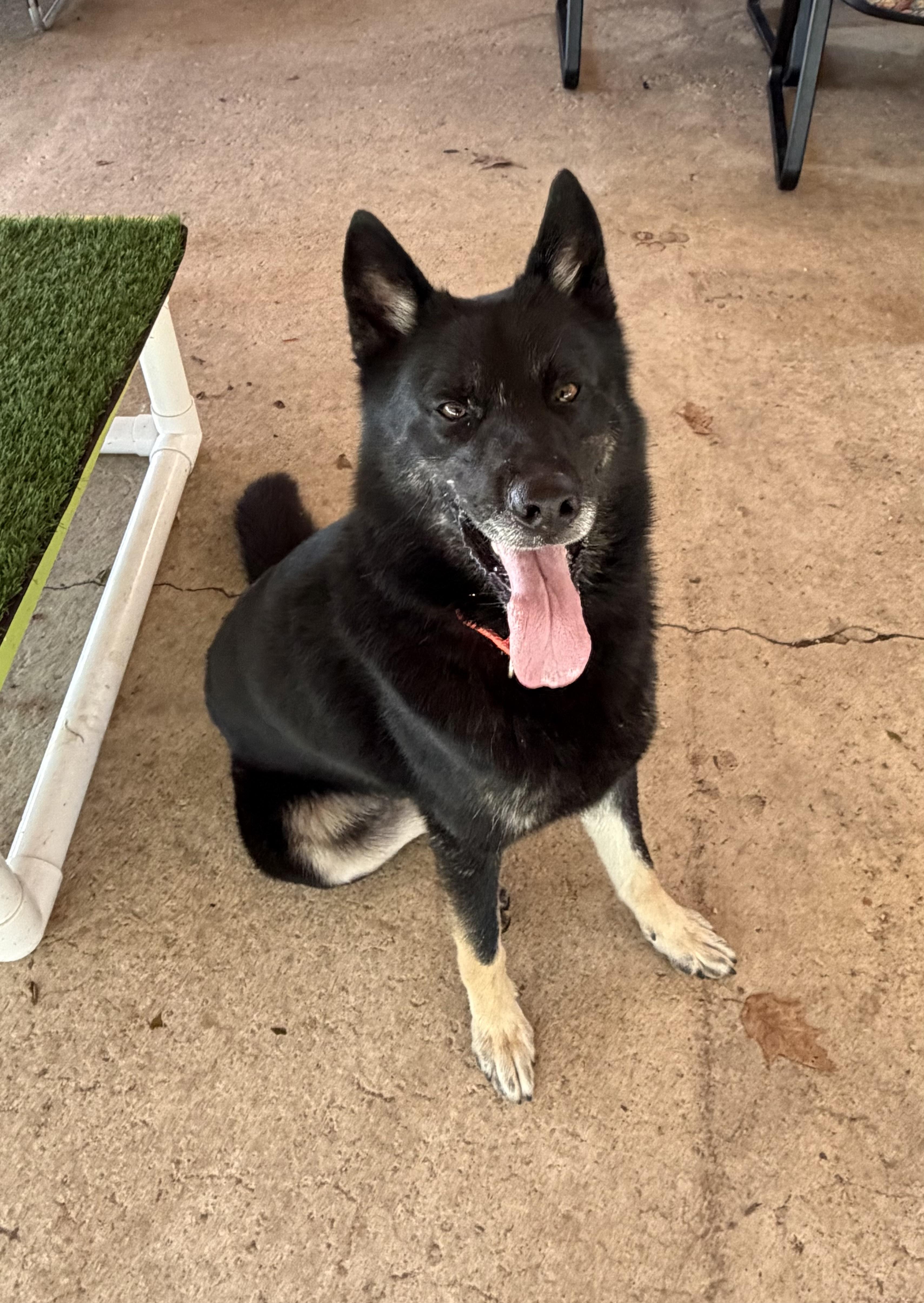 Enlarge Sabbath, a Adoptable mixed breed in Chardon, OH image 2/6