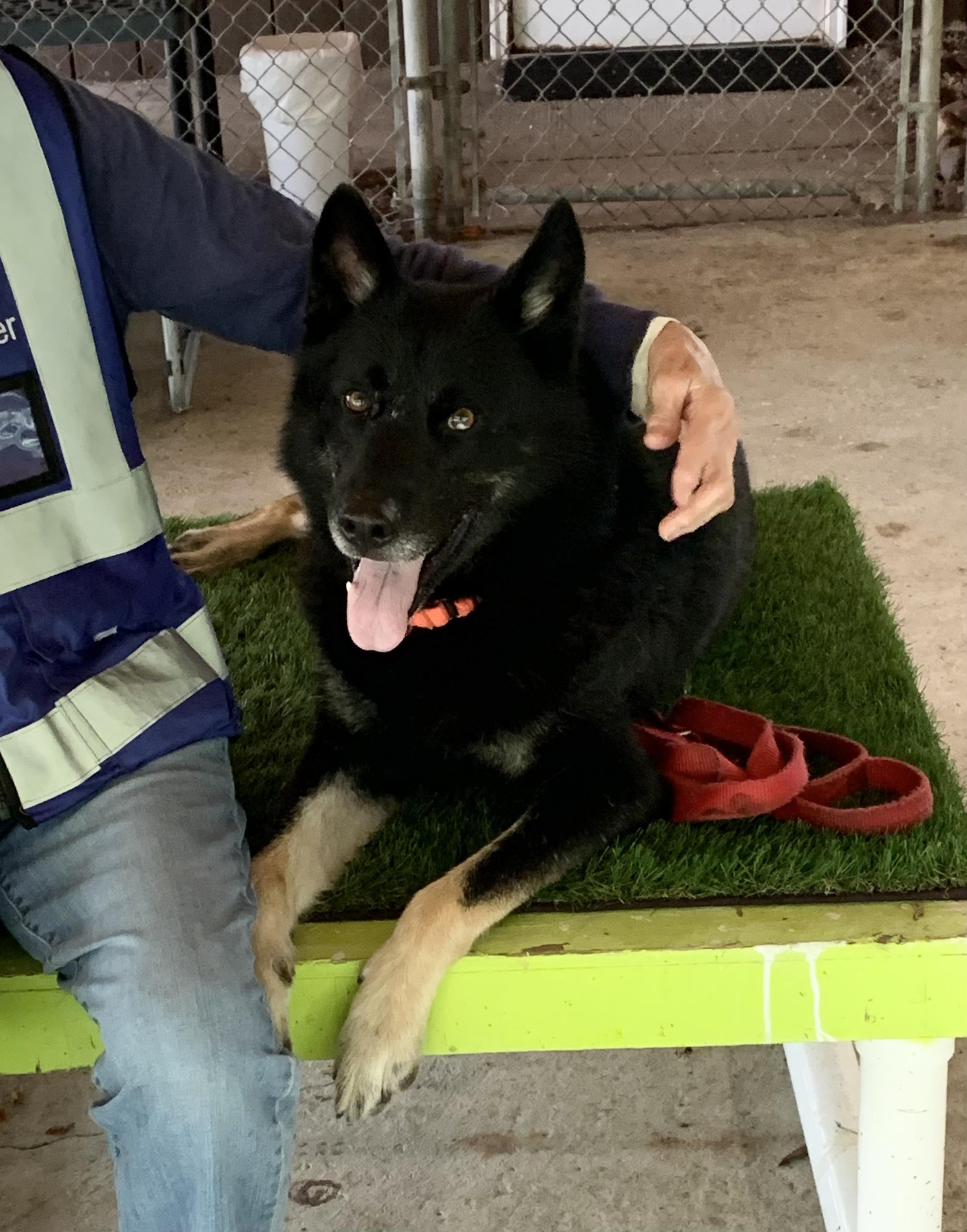 Enlarge Sabbath, a Adoptable mixed breed in Chardon, OH image 1/6