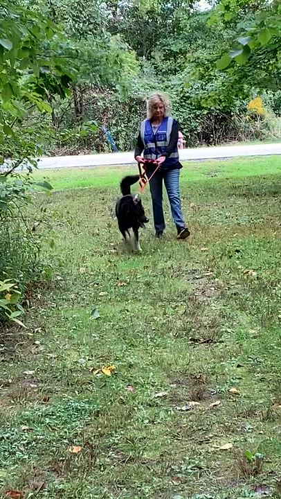 Enlarge Sabbath, a Adoptable mixed breed in Chardon, OH video 6/6