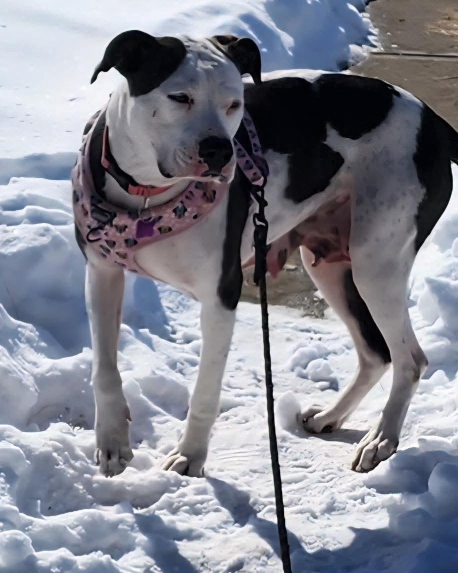 Johanna, ADOPTABLE, Young Female Boxer.