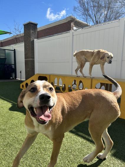 Logan, a ADOPTABLE mixed breed in Monroe, NC image 2/4