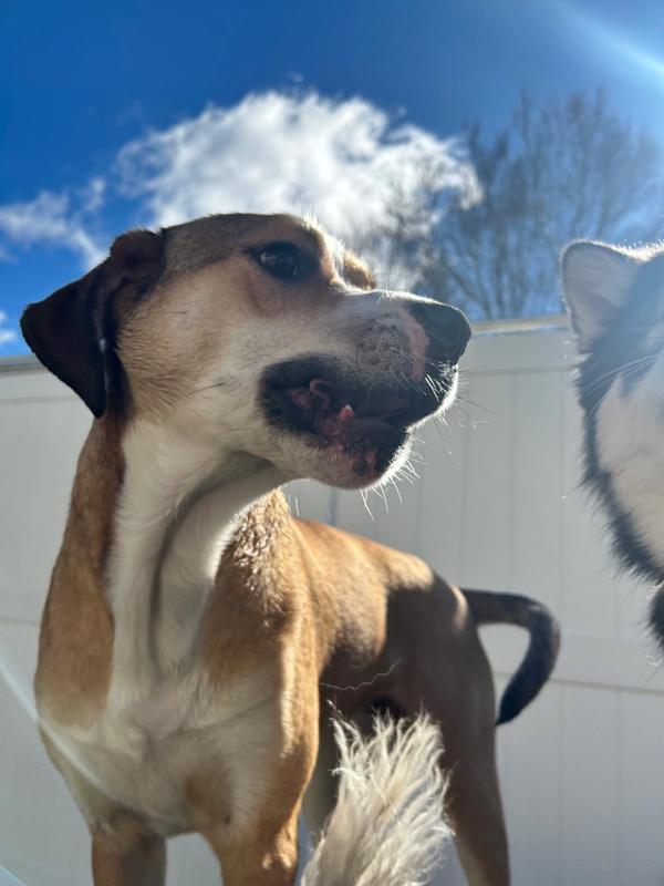 Logan, a ADOPTABLE mixed breed in Monroe, NC image 3/4