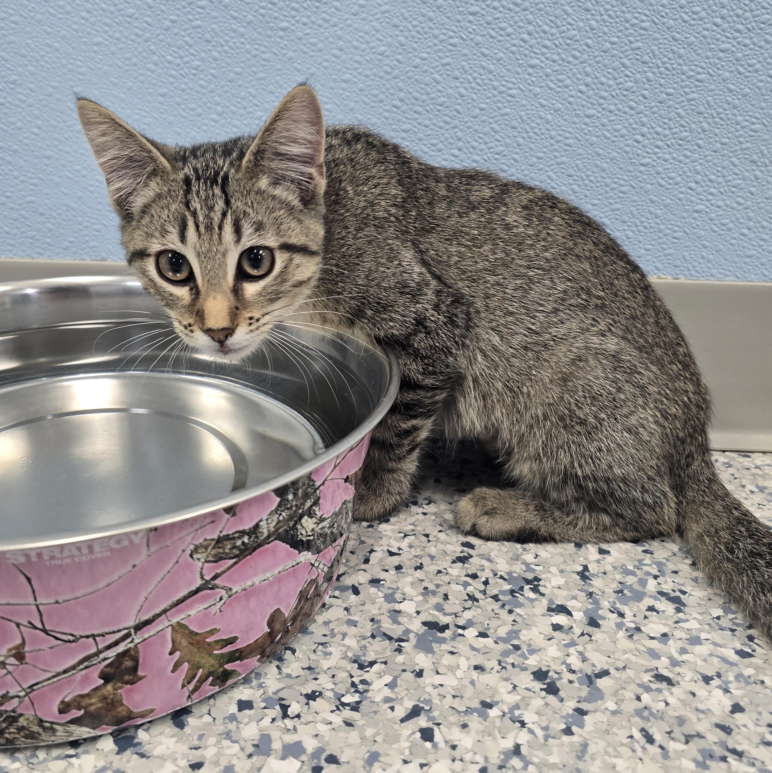 Harper, Adoptable, Kitten Female Domestic Short Hair.