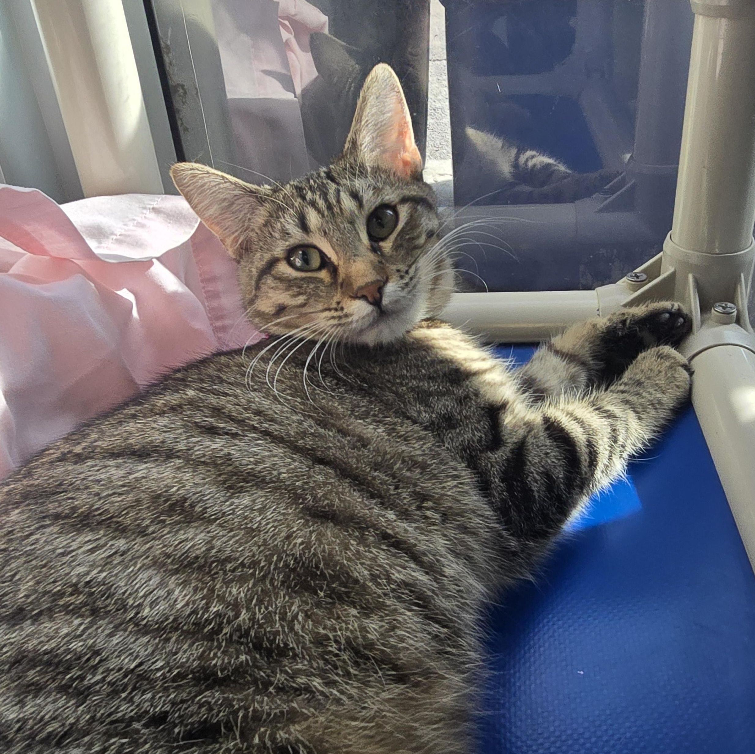 Enlarge Harper, a Adoptable Domestic Short Hair in Farmington, MO image 1/1