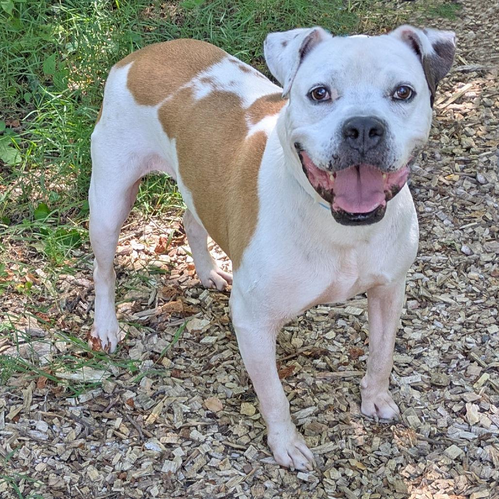 Archer, Adoptable, Senior Male Boxer & Mixed Breed.