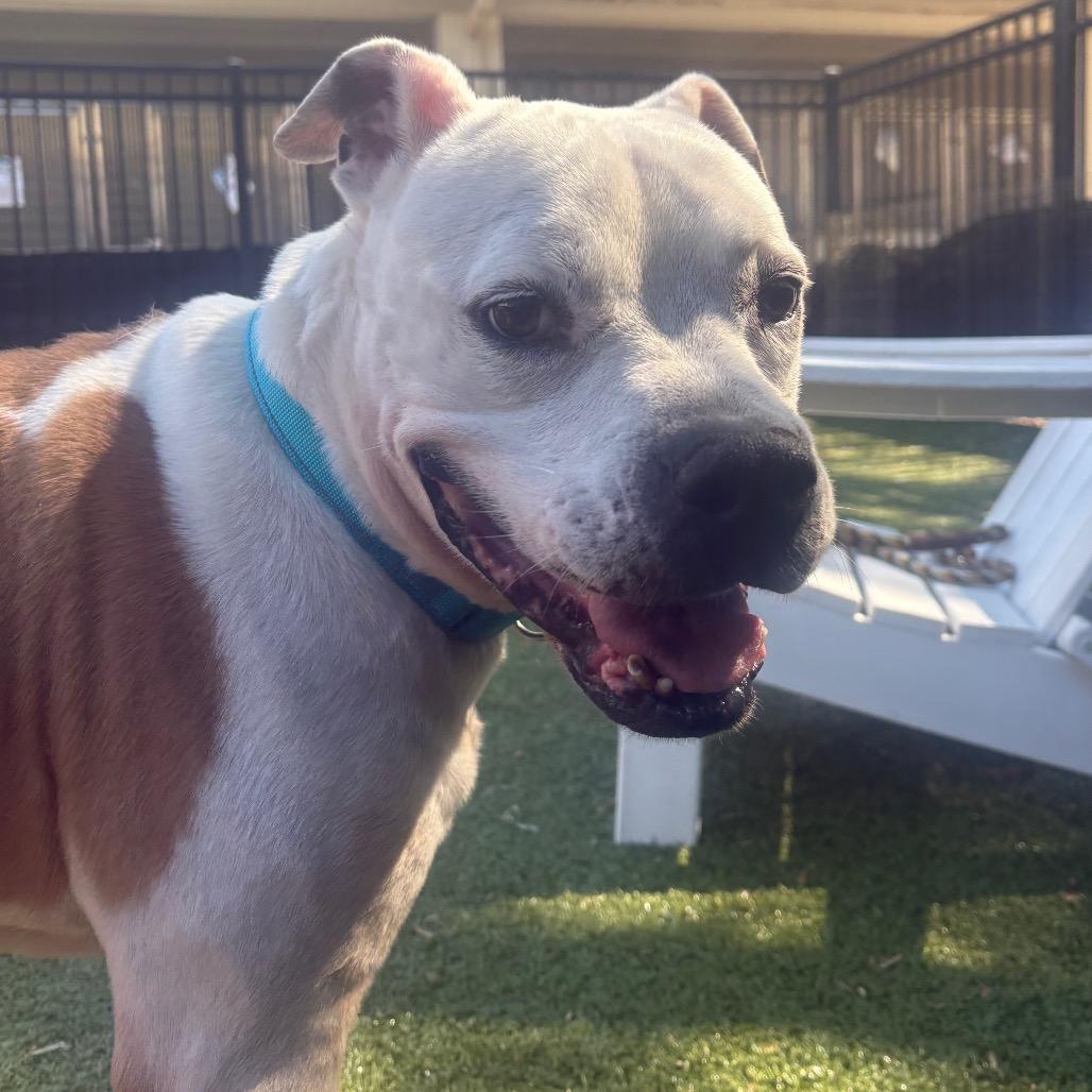 Archer, a Adoptable mixed breed in Charlottesville, VA image 1/6