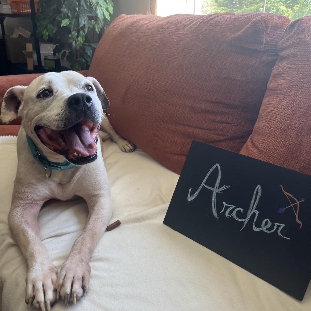 Archer, a Adoptable mixed breed in Charlottesville, VA image 2/6