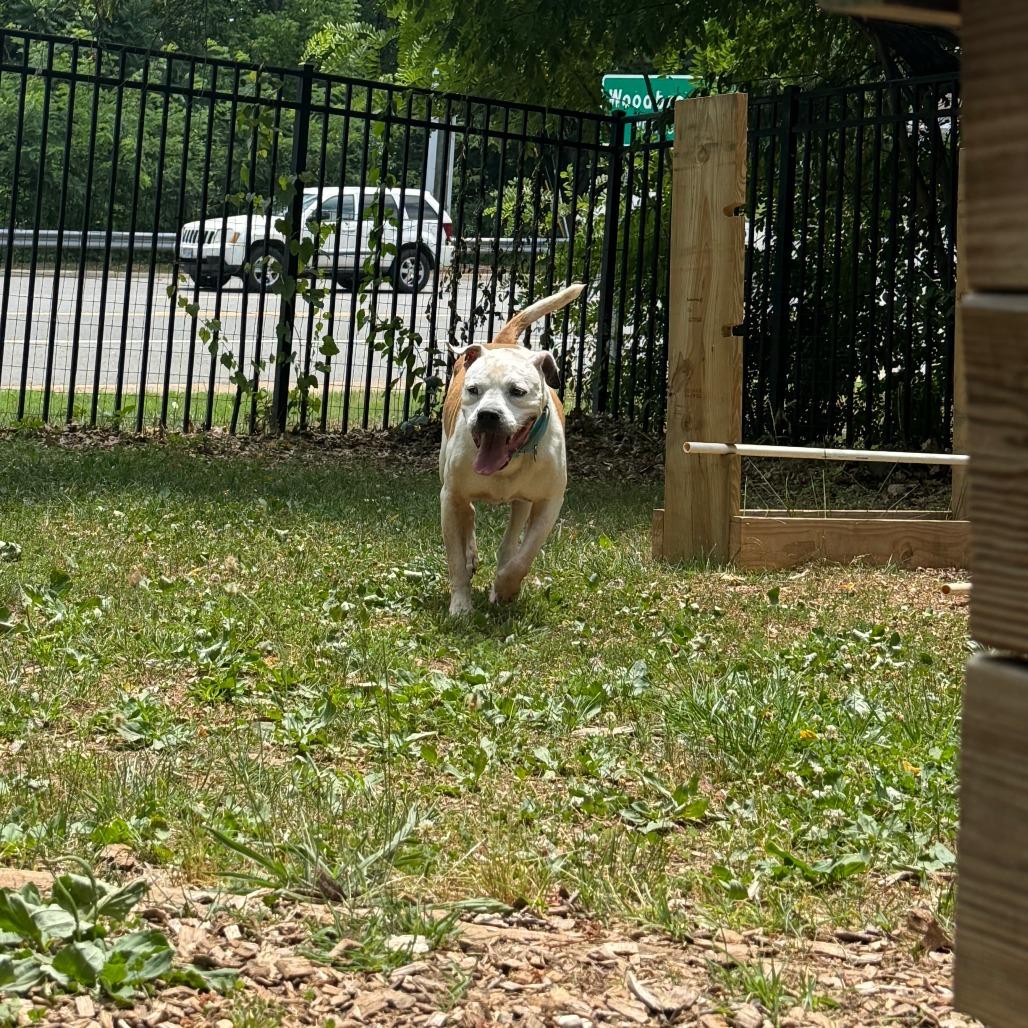 Archer, a Adoptable mixed breed in Charlottesville, VA image 3/6
