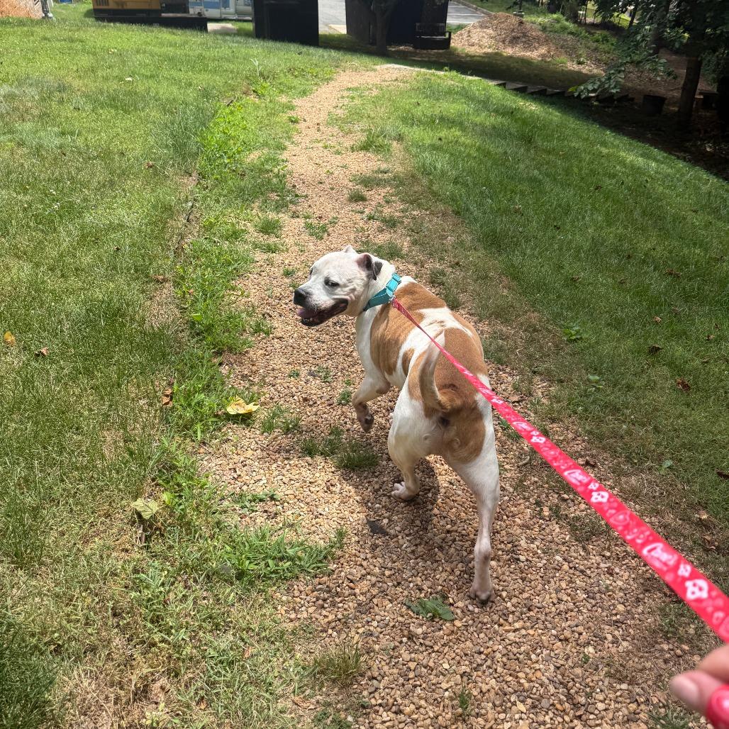 Archer, a Adoptable mixed breed in Charlottesville, VA image 4/6