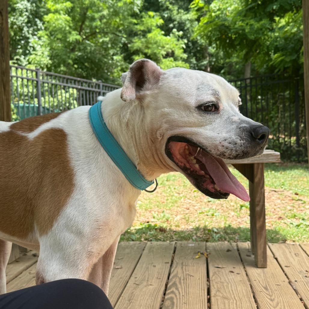 Archer, a Adoptable mixed breed in Charlottesville, VA image 5/6