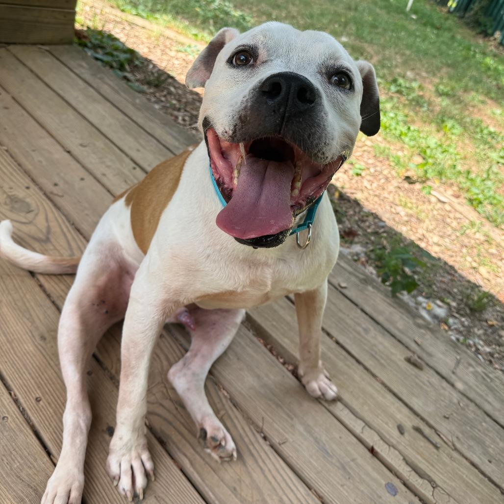 Archer, a Adoptable mixed breed in Charlottesville, VA image 6/6