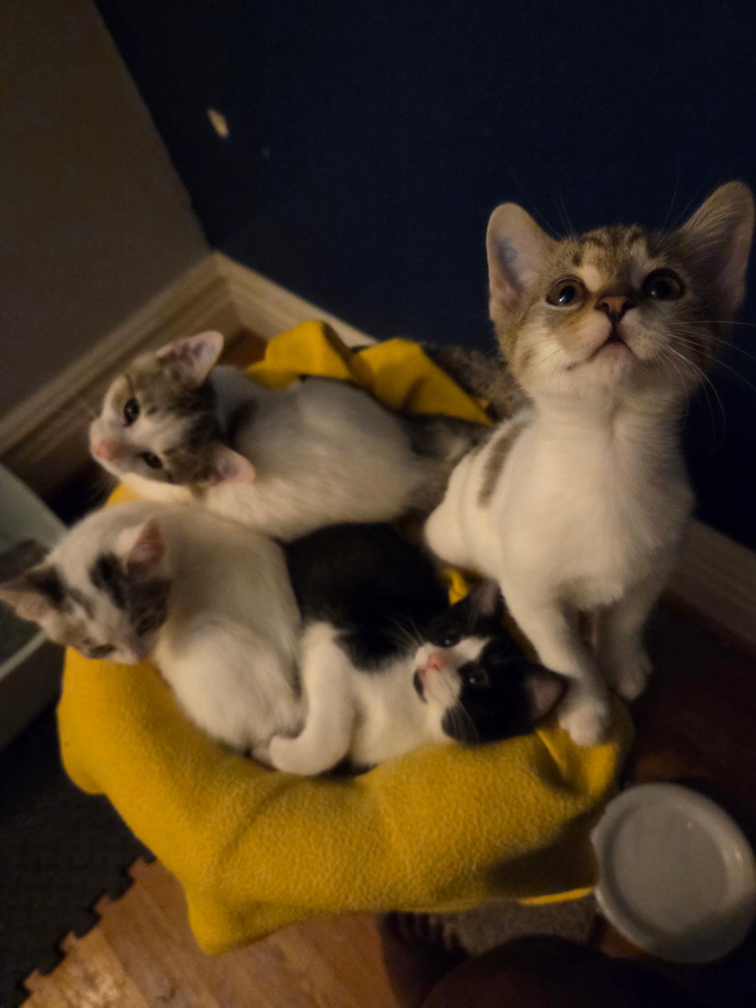 Kitten Caboodle Bakery photo