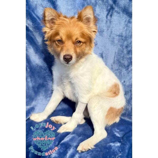 Enlarge Cinnamon, an adopted Pomsky in Inglewood, CA image 1/2