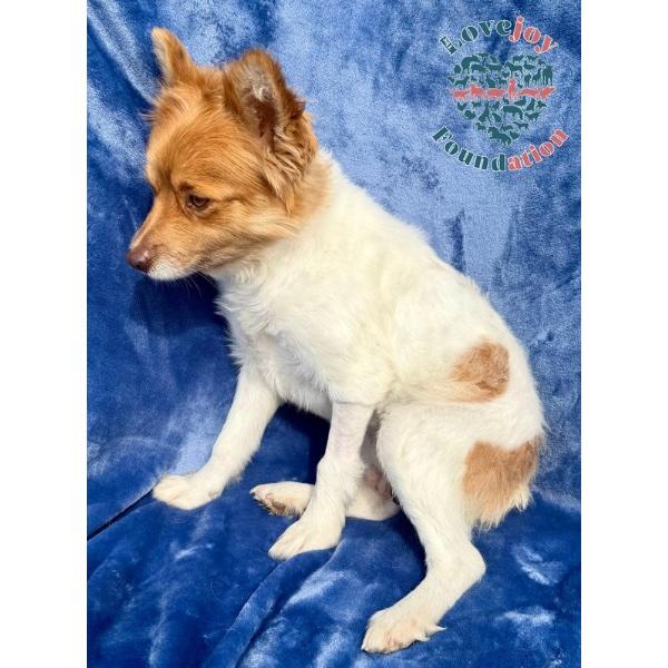 Enlarge Cinnamon, an adopted Pomsky in Inglewood, CA image 2/2
