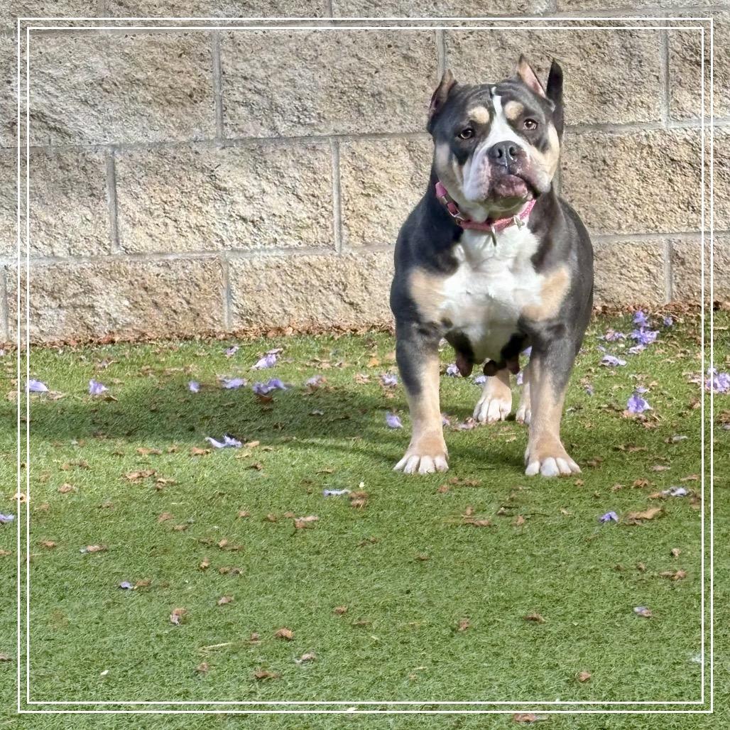 Enlarge DARCY, a Adoptable Pit Bull Terrier in Upland, CA image 1/6