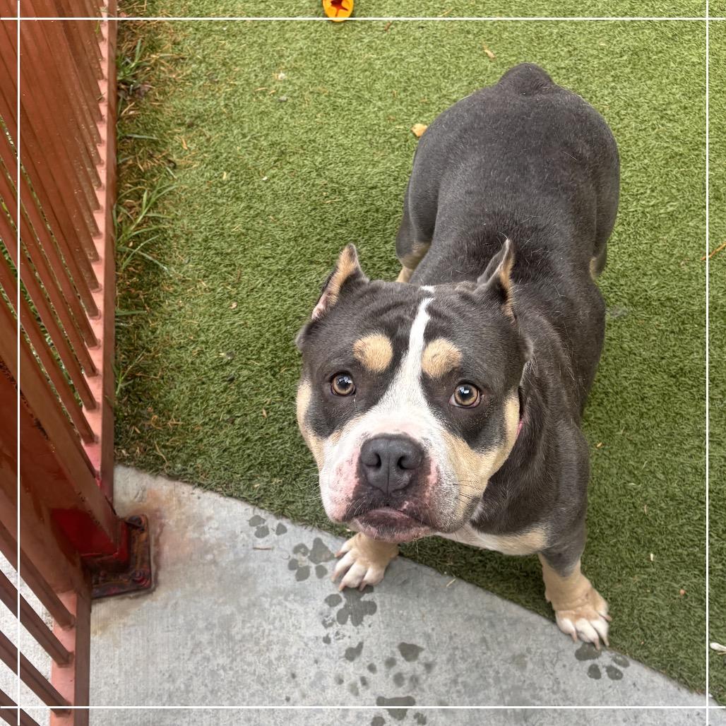 Enlarge DARCY, a Adoptable Pit Bull Terrier in Upland, CA image 2/6