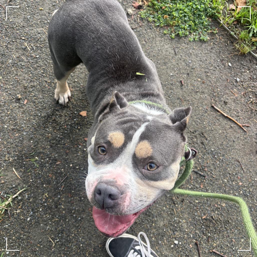 Enlarge DARCY, a Adoptable Pit Bull Terrier in Upland, CA image 3/6