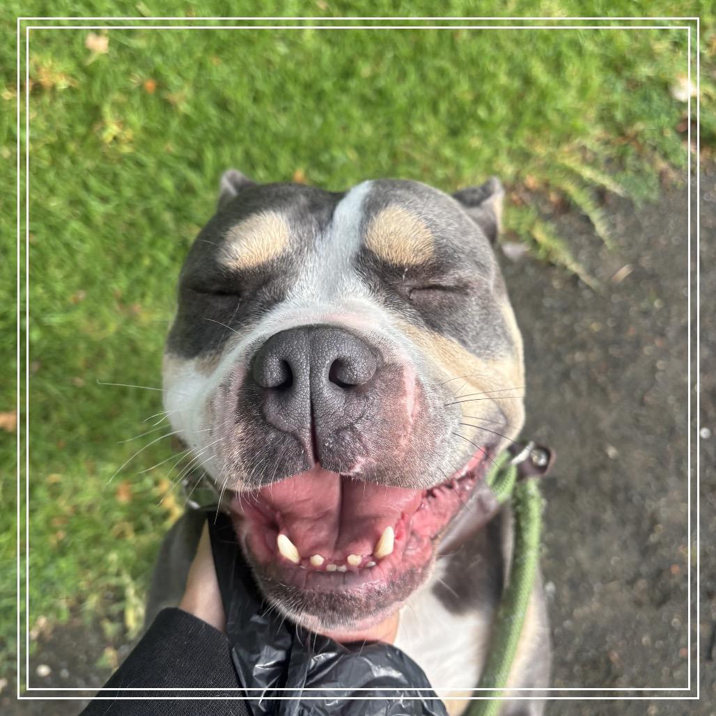 Enlarge DARCY, a Adoptable Pit Bull Terrier in Upland, CA image 4/6