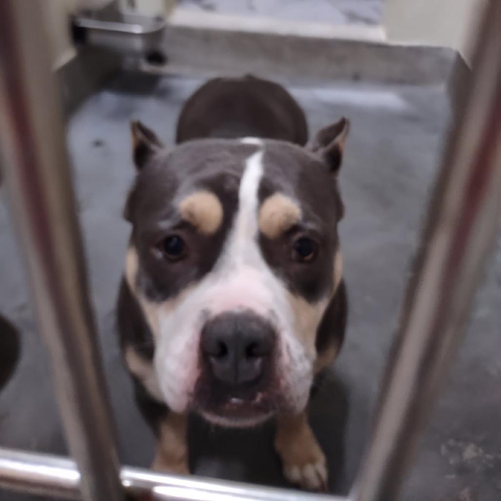Enlarge DARCY, a Adoptable Pit Bull Terrier in Upland, CA image 6/6
