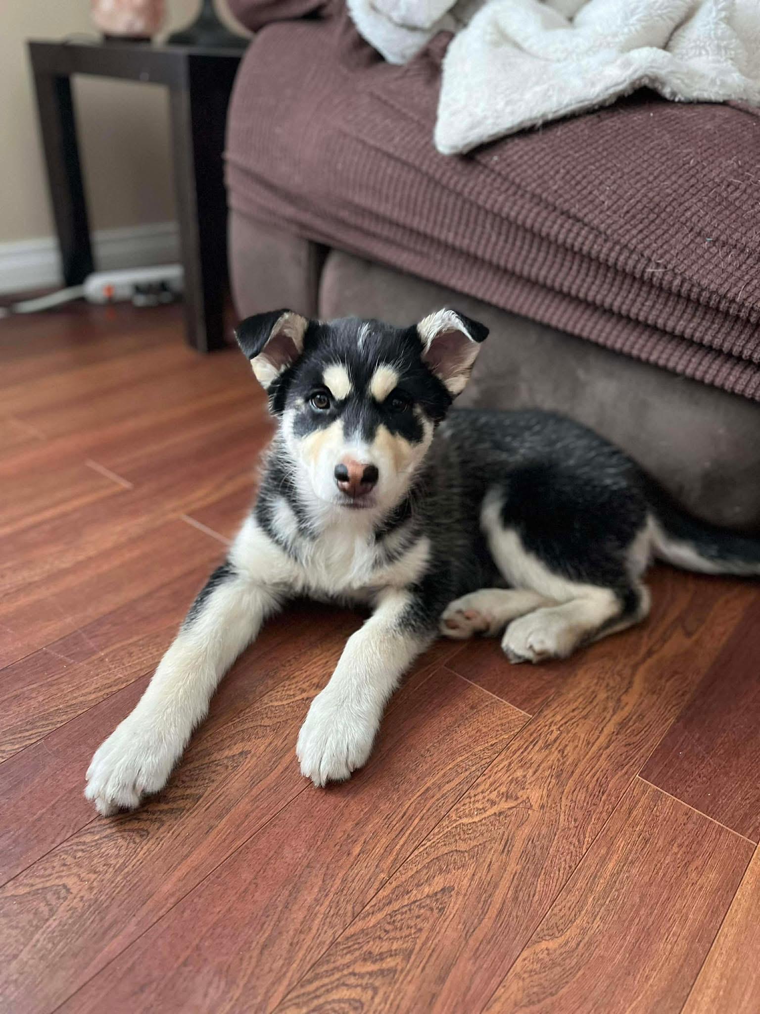 Enlarge Holly, a ADOPTABLE Siberian Husky in Langley, BC image 1/4