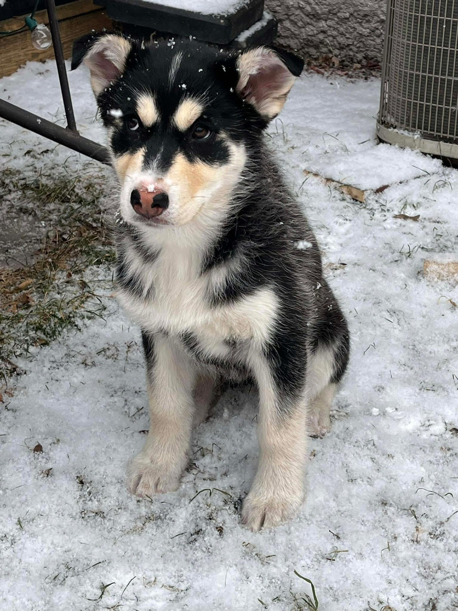 Enlarge Holly, a ADOPTABLE Siberian Husky in Langley, BC image 2/4