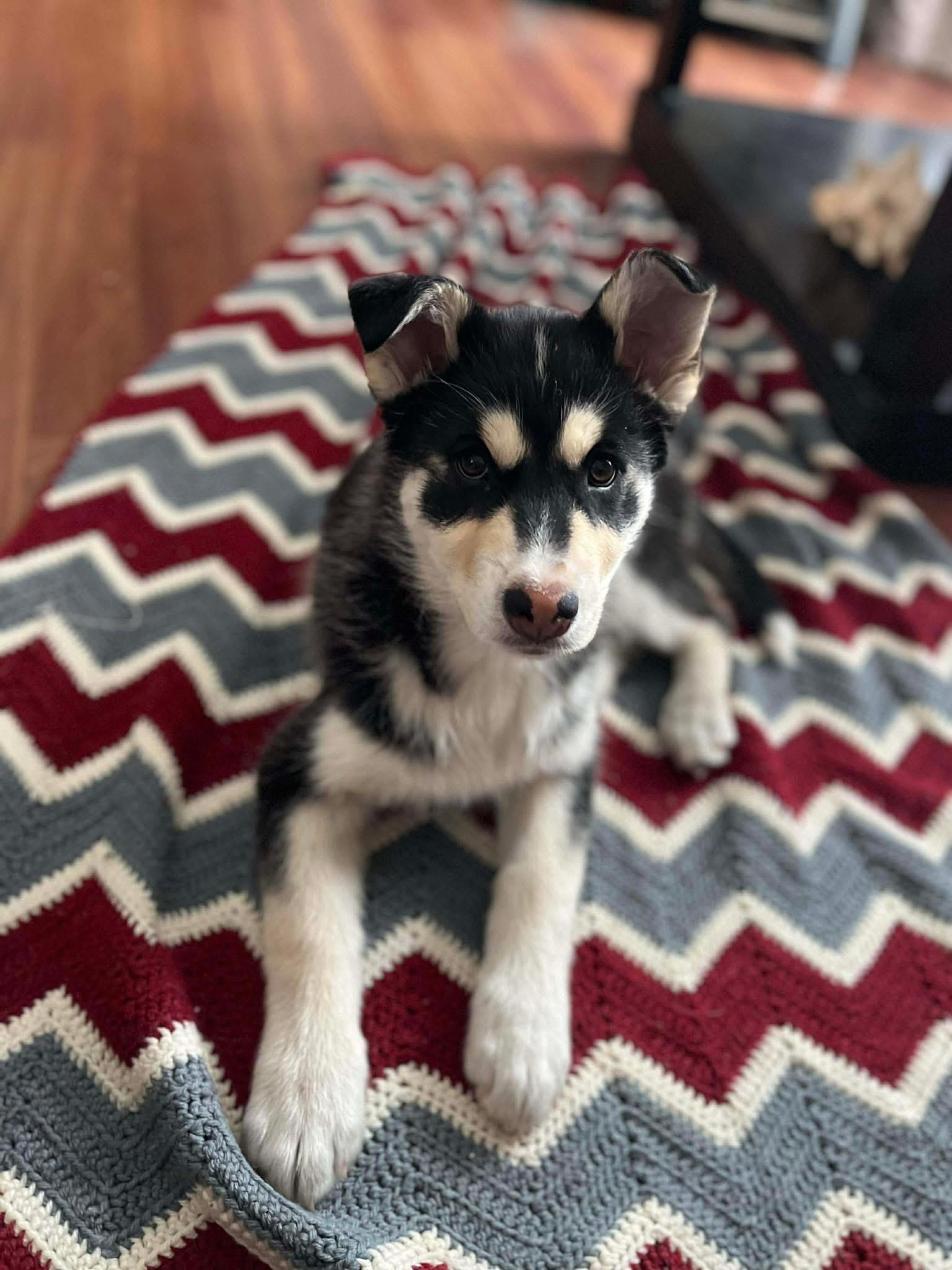 Enlarge Holly, a ADOPTABLE Siberian Husky in Langley, BC image 3/4