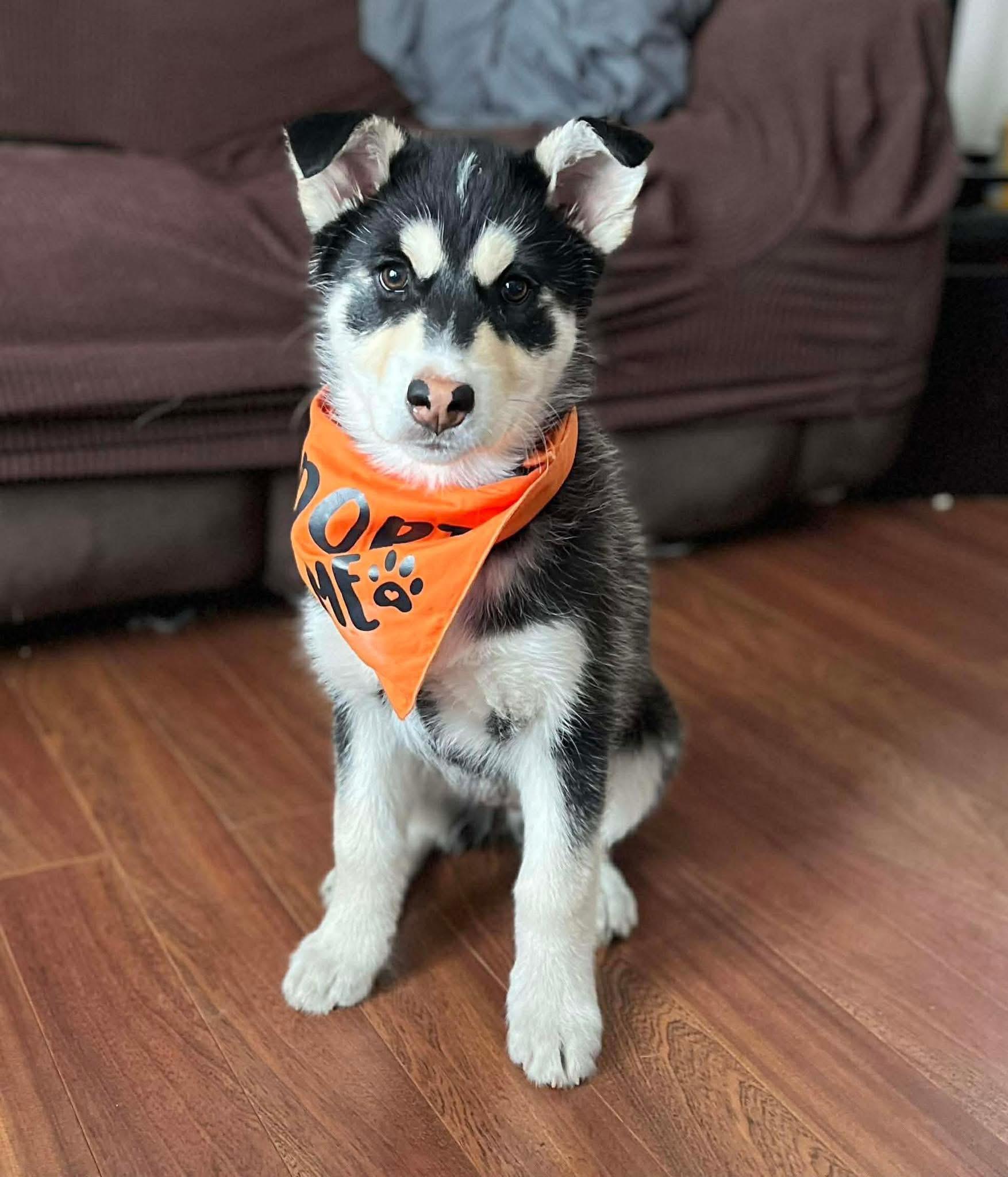 Enlarge Holly, a ADOPTABLE Siberian Husky in Langley, BC image 4/4