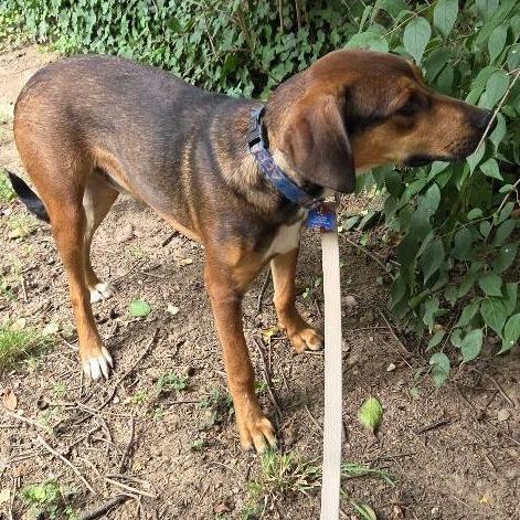 Enlarge Alin, a Adoptable Hound in Potomac, MD image 1/6