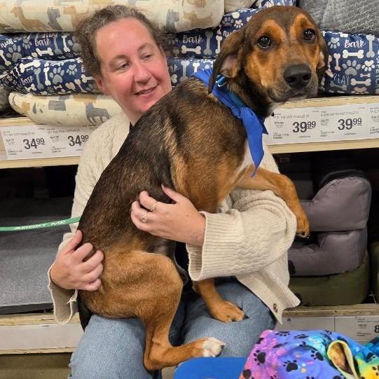 Enlarge Alin, a Adoptable Hound in Potomac, MD image 2/6