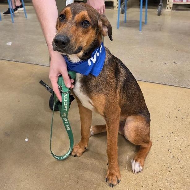 Enlarge Alin, a Adoptable Hound in Potomac, MD image 3/6