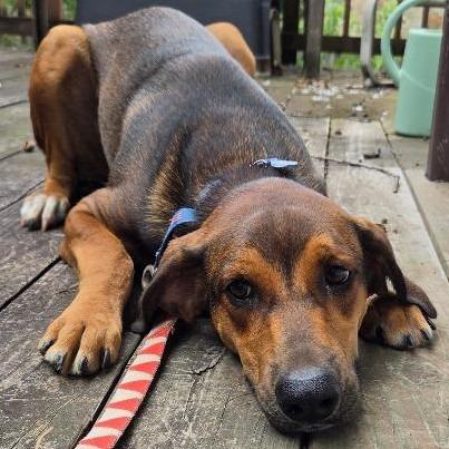 Enlarge Alin, a Adoptable Hound in Potomac, MD image 4/6