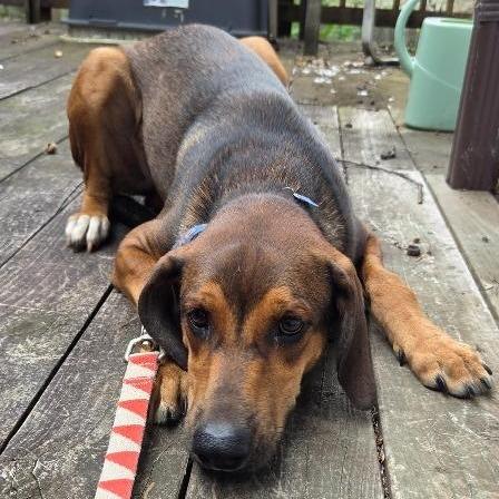Enlarge Alin, a Adoptable Hound in Potomac, MD image 5/6
