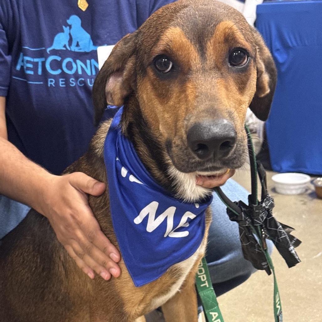 Enlarge Alin, a Adoptable Hound in Potomac, MD image 6/6